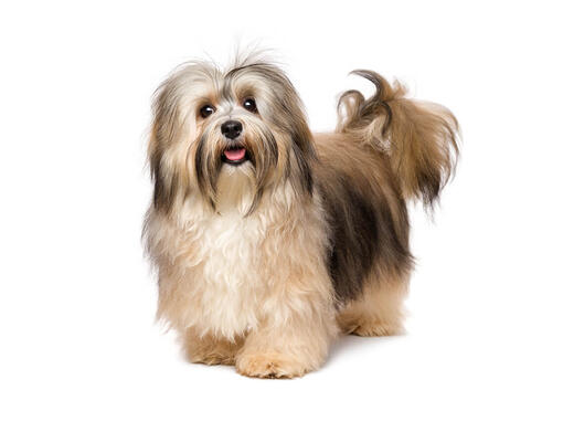 Bichon sales havanese toy
